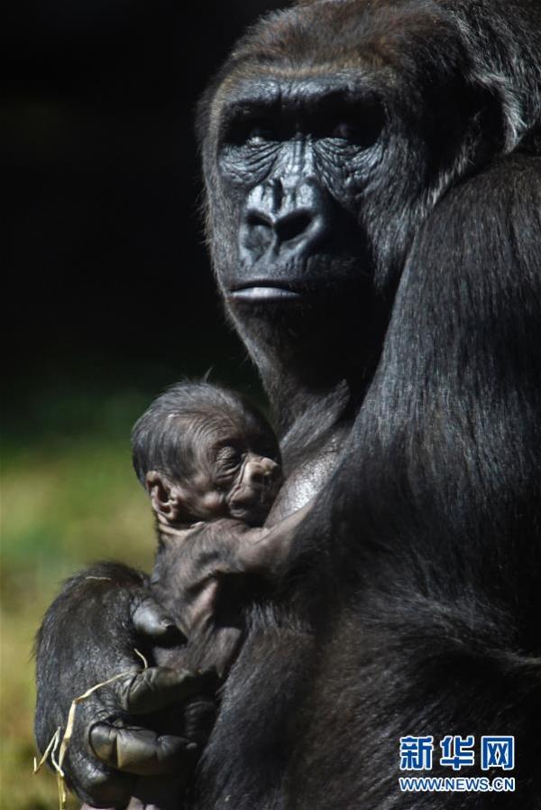 西部低地大猩猩妈妈怀抱幼崽