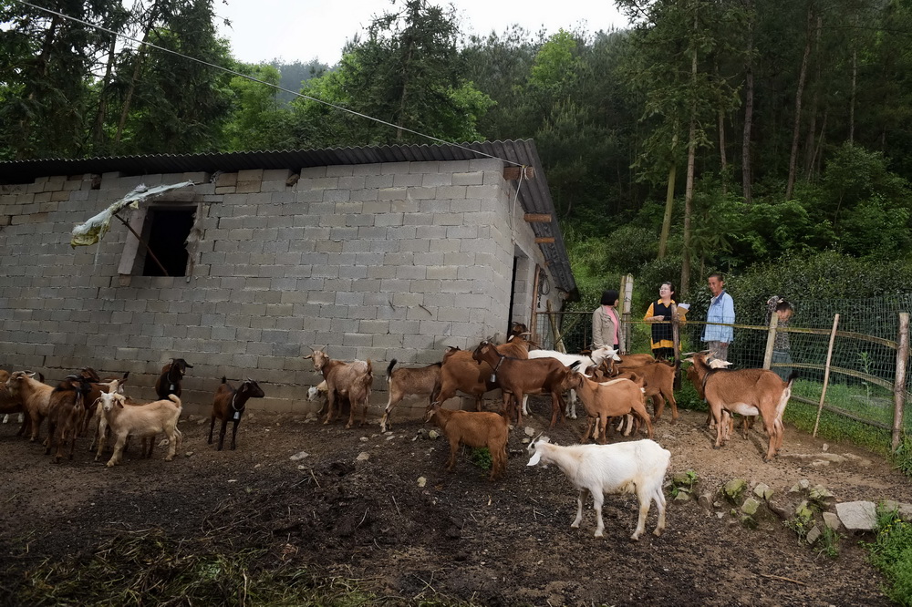 安徽潜山县官庄镇扶贫办副主任郑黎明（左二）在平峰村走访贫困户（5月7日摄）。