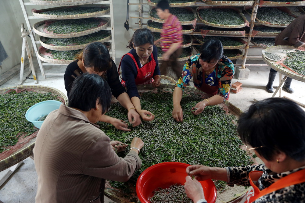 浙江省湖州市宝宝蚕业有限公司的女工在挑选雌雄蚕种，该公司培育的蚕种出口至一带一路沿线多个国家（5月9日摄）。新华社发（吴建勋 摄）