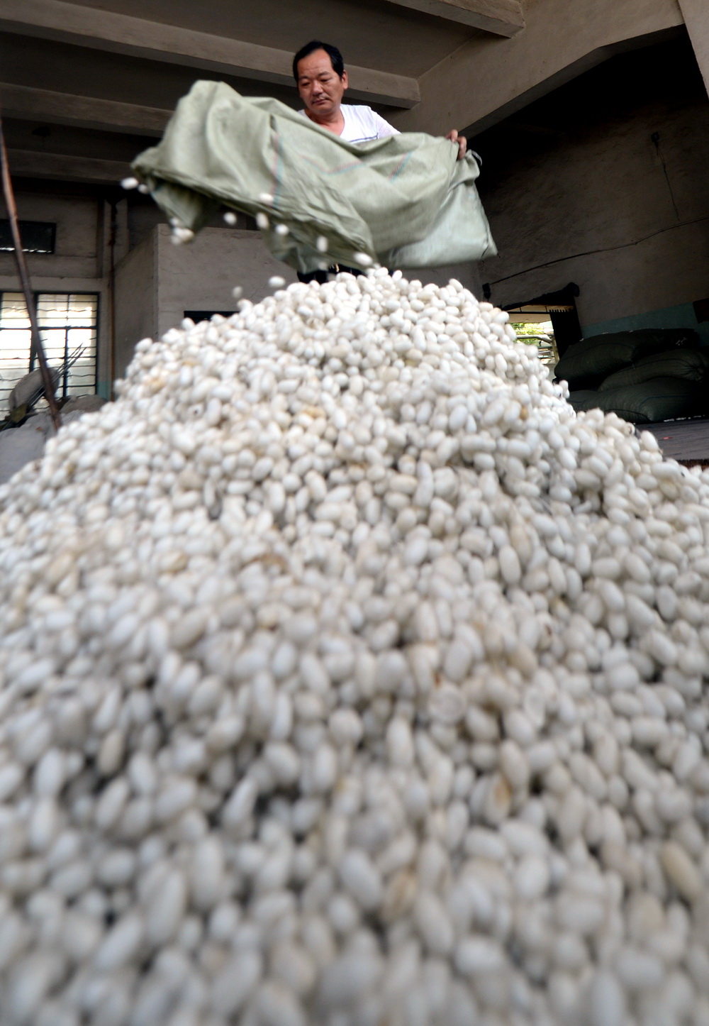 5月13日，丝绸之路集团湖州浙丝二厂的一名工人在堆放刚刚收购的蚕茧。新华社记者 王定昶 摄