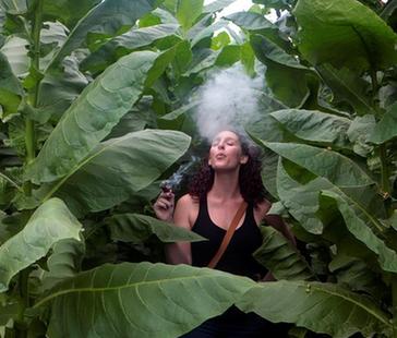 尼加拉瓜的烟草种植场