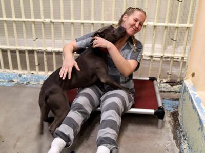 美国监狱出奇招 让犯人照顾受虐待动物