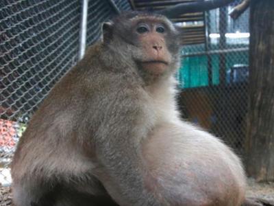 泰国一野生猴过重 被抓起来强制减肥