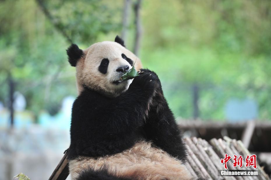 云南昆明野生动物吃粽子迎端午