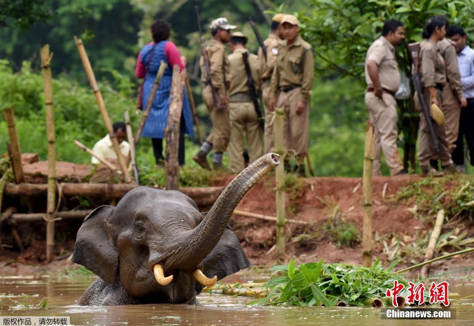 印度小象被困水塘5天奄奄一息 村民解救