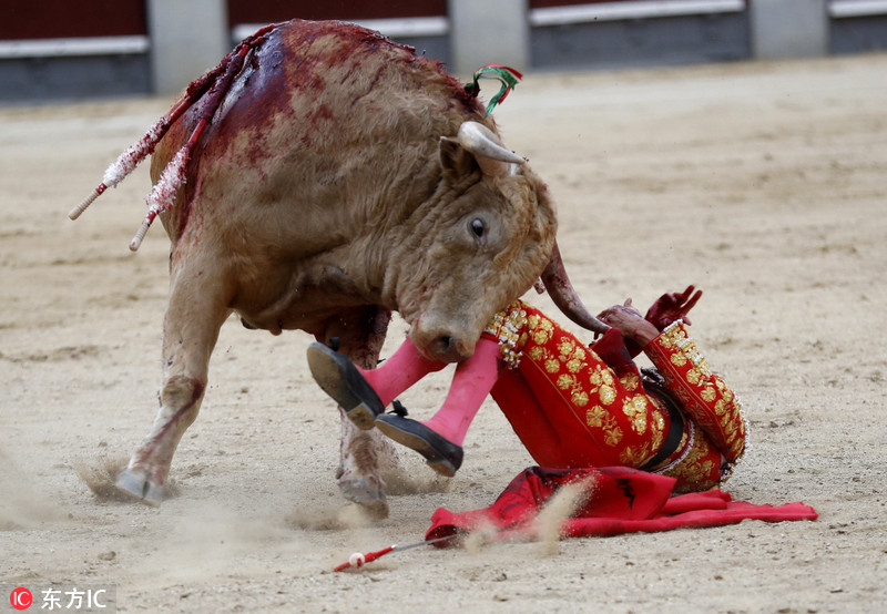 西班牙斗牛节险象环生 斗牛士被掀倒