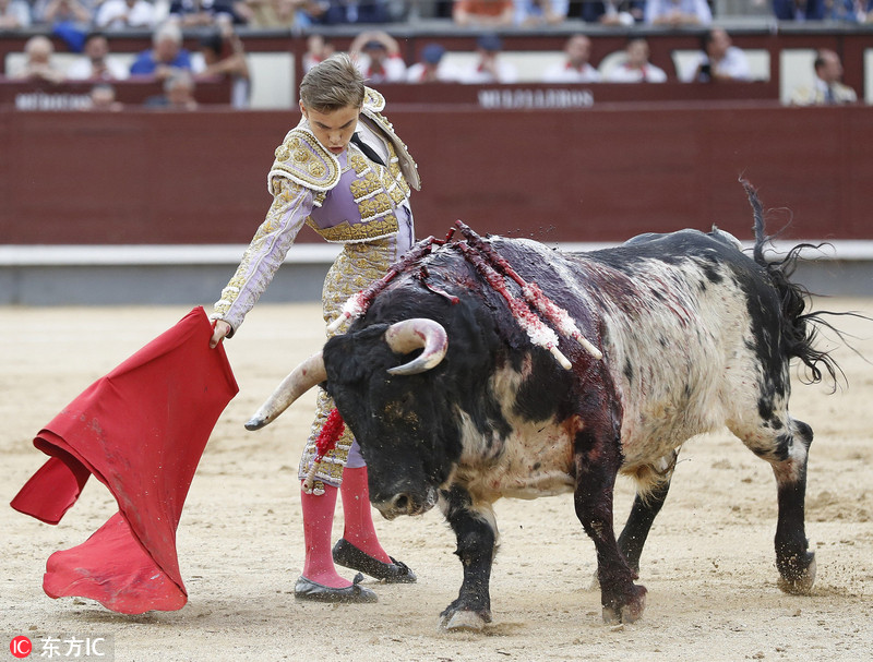 西班牙斗牛节险象环生 斗牛士被掀倒
