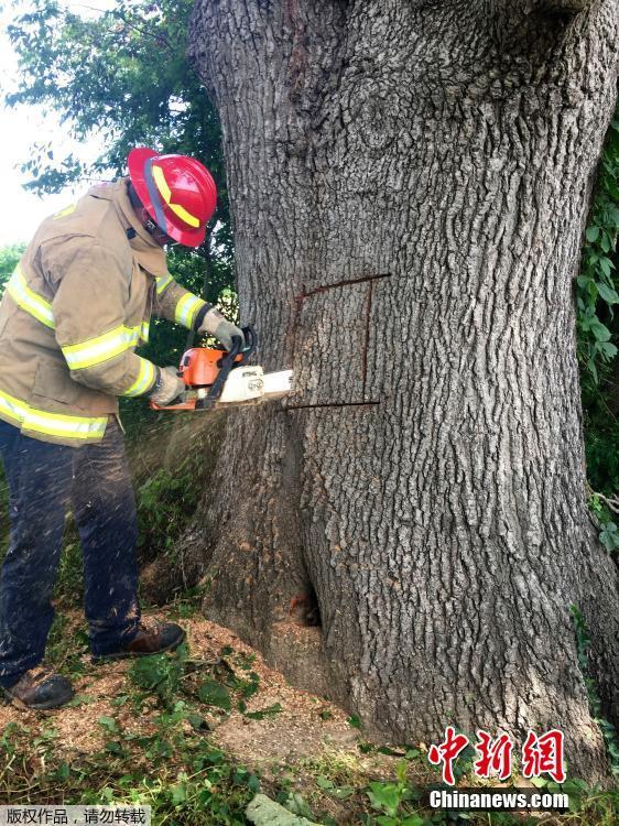 小狗被困树洞中 消防人员伐树相救