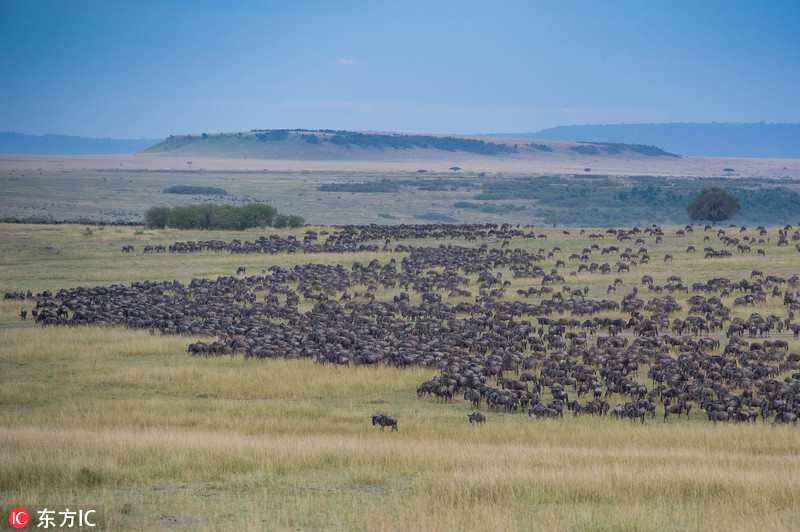 肯尼亚角马大迁徙 壮观若千军万马
