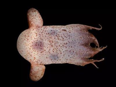 深海300多种新生物大发现：鱼长“耳朵”
