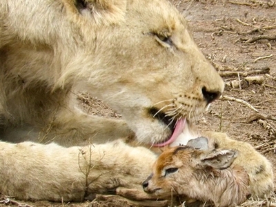 奇妙！狮子母性大发 将小羚羊当幼崽照顾（图）