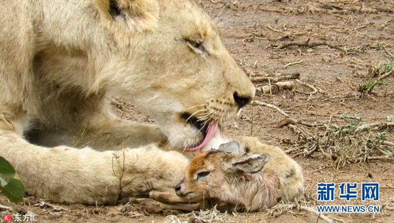 奇妙！狮子母性大发 将小羚羊当幼崽照顾（图）