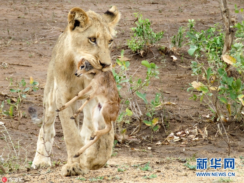 奇妙！狮子母性大发 将小羚羊当幼崽照顾（图）