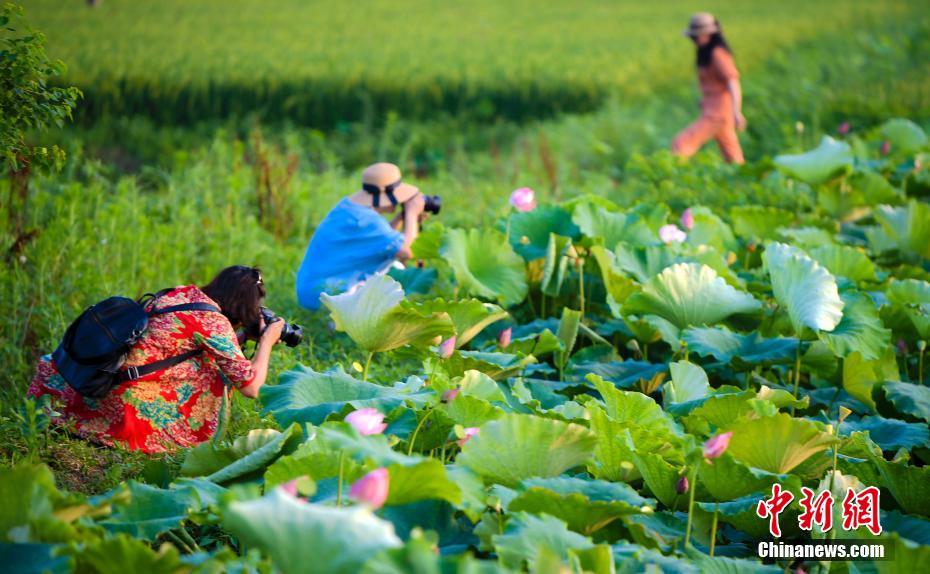 航拍江西千亩荷塘 美如画卷