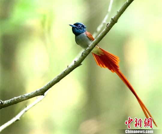 “中国最美小鸟”蓝喉蜂虎及寿带鸟现身湖北潜江