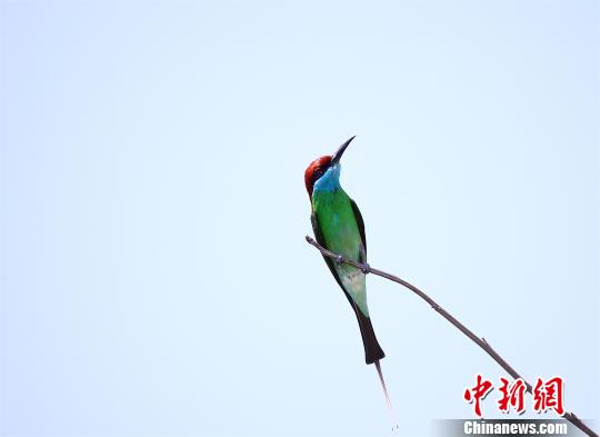 “中国最美小鸟”蓝喉蜂虎及寿带鸟现身湖北潜江
