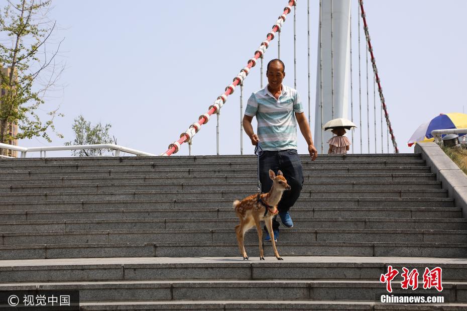 男子辽宁丹东街头遛梅花鹿引围观 市民争相拍照