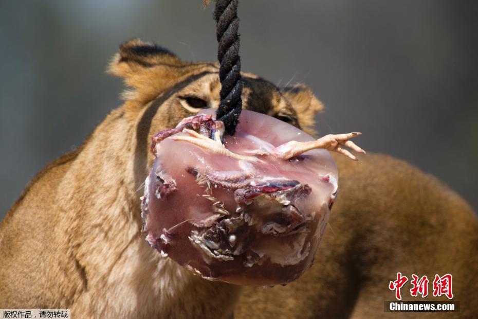 以色列50度高温天气 动物园狮子啃冰镇肉消暑