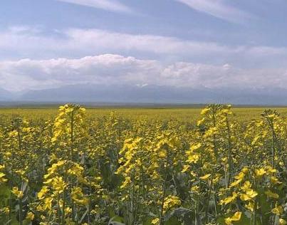 新疆兵团近十万亩油菜花绽放高原
