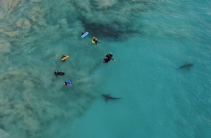 澳海岸数百鲨鱼捕猎与游泳者近在咫尺