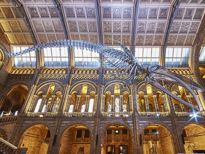 蓝鲸骨架亮相英博物馆大厅 长达25米