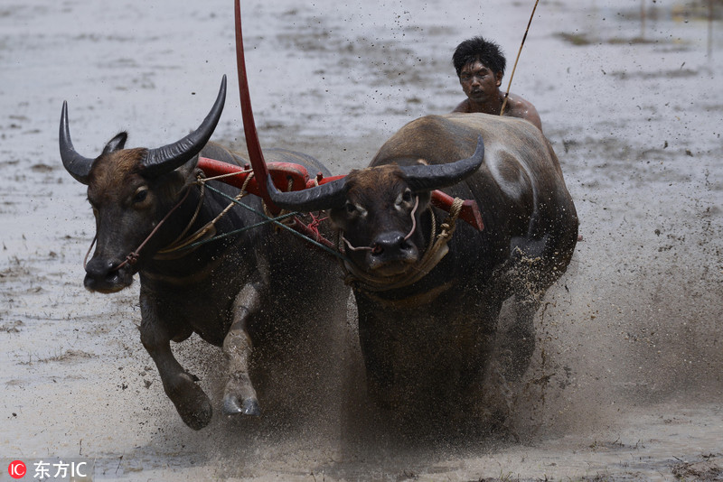 泰国举行赛牛节 农民驾牛狂奔泥水飞溅