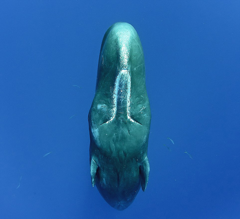 摄影师捕捉罕见抹香鲸群竖立打盹画面