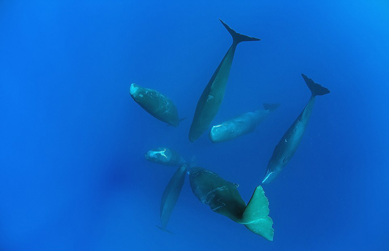 摄影师捕捉罕见抹香鲸群竖立打盹画面