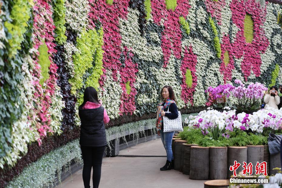 悉尼展出南半球最大的室内花墙 长达50米