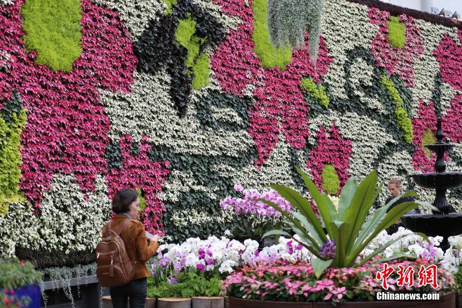 悉尼展出南半球最大的室内花墙 长达50米