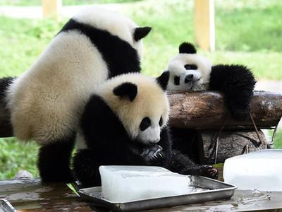 重庆动物园助动物“冰爽”度夏