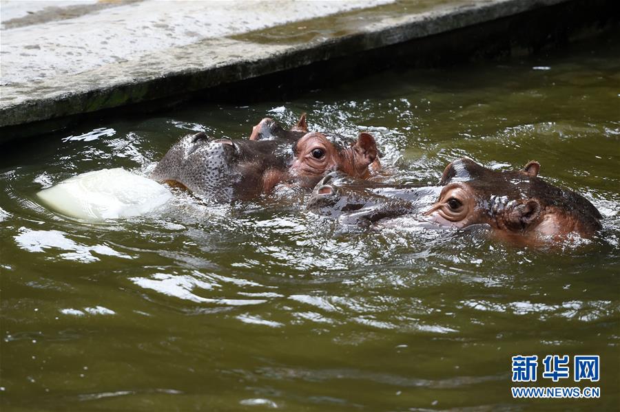 冰块来解暑 重庆动物园助动物“冰爽”度夏