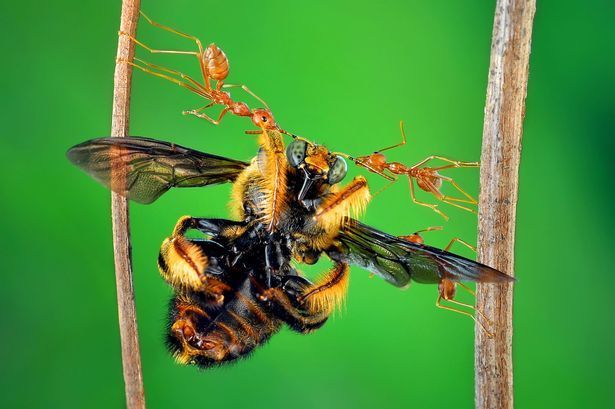 印尼蚂蚁轻松举起体形大其5倍蜜蜂