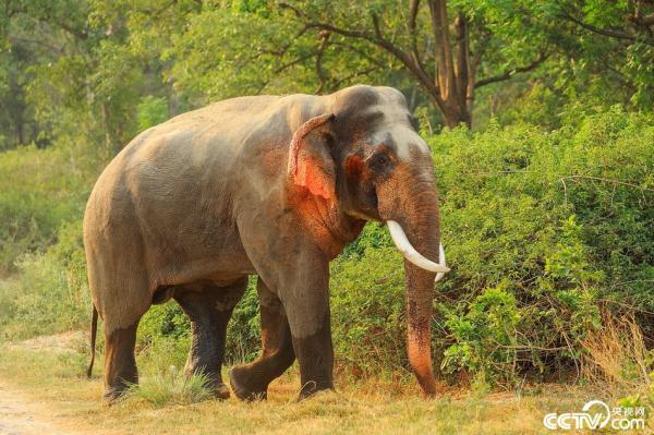 印度现红耳大象“面红耳赤”自带娇羞
