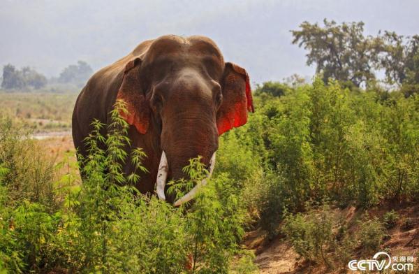 印度现红耳大象“面红耳赤”自带娇羞