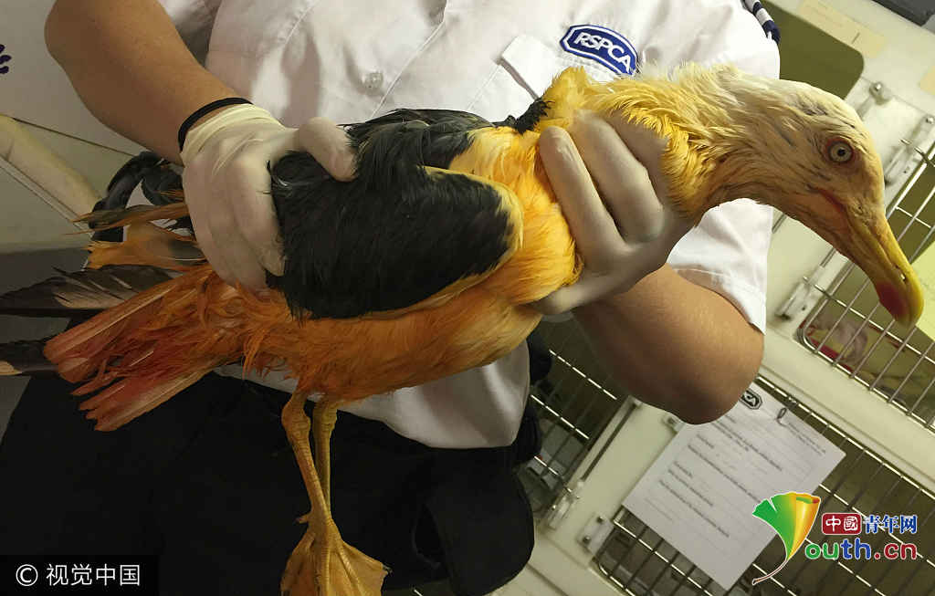 围观被卡动物搞笑囧样 鬼知道它们经历了什么