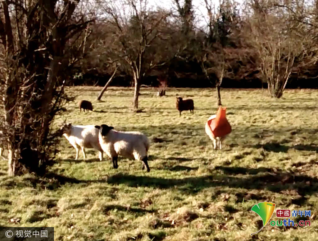 围观被卡动物搞笑囧样 鬼知道它们经历了什么