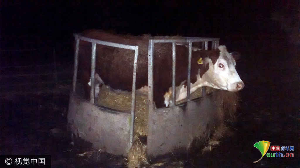 围观被卡动物搞笑囧样 鬼知道它们经历了什么