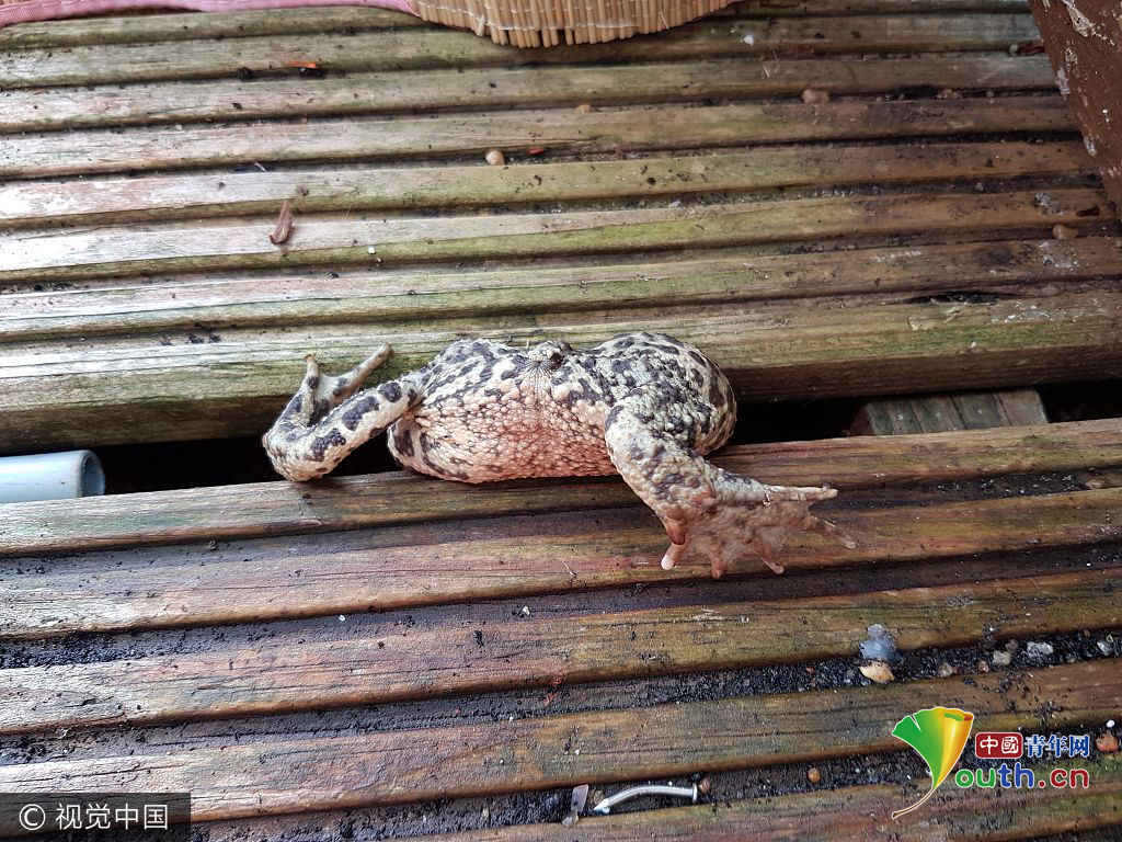 围观被卡动物搞笑囧样 鬼知道它们经历了什么