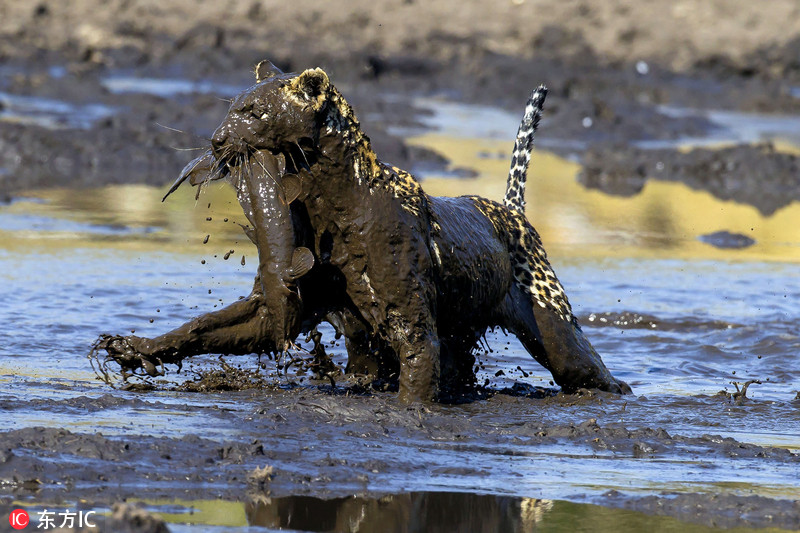非洲豹子泥潭中觅食 化身捕鱼“达人”
