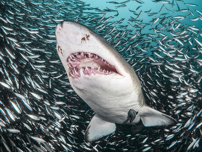 虎鲨邂逅风暴鱼群霸气外露 令人震撼