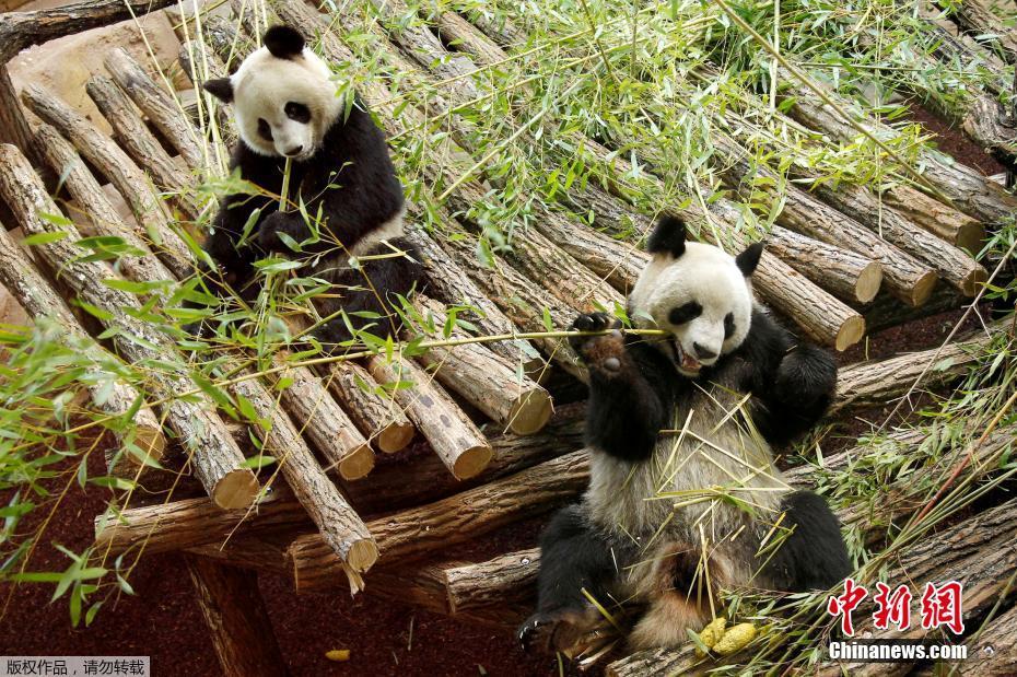 旅法大熊猫“欢欢”产下双胞胎 其中一只夭折