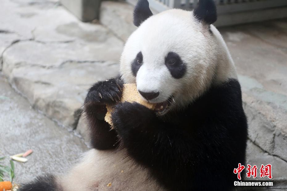 江苏溧阳南山竹海大熊猫“星安”快乐庆生