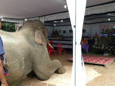 泰国一大象有灵性 挣脱缰绳在主人灵柩前流泪跪拜
