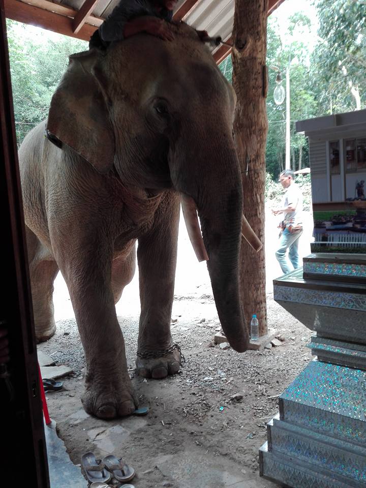 泰国一大象有灵性 挣脱缰绳在主人灵柩前流泪跪拜
