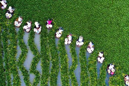 泰州农民冒着高温采摘菱角 呈现一派水乡丰收景象