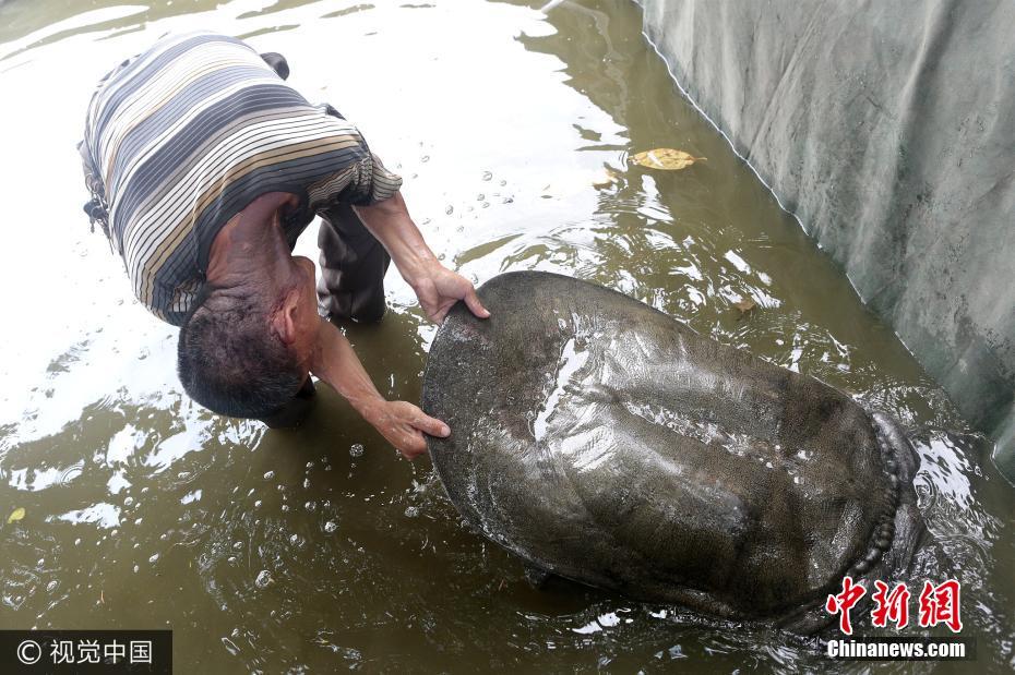 福建泉州一水池内现神秘巨鼋 体长1米重达百斤