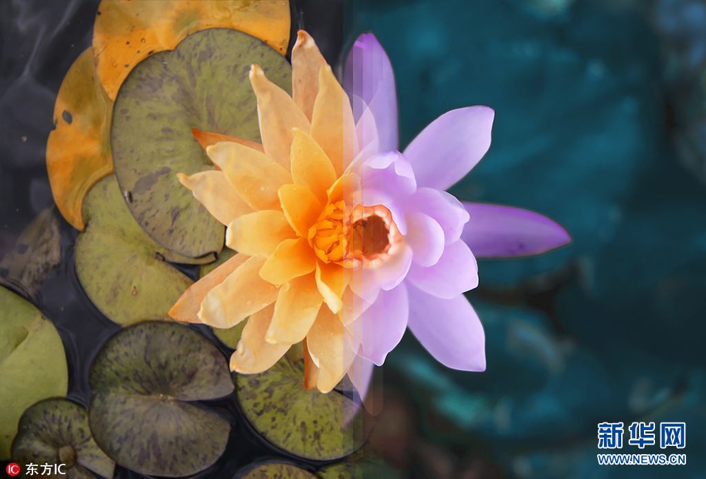 这把狗粮我服！南非情侣拼接旅拍照 无缝衔接毫无违和感