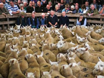 英国苏格兰举办欧洲绵羊集市 2万只绵羊等待交易