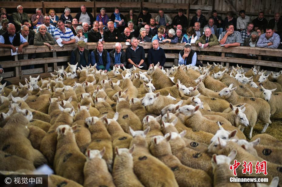 英国苏格兰举办欧洲最大规模绵羊集市 2万只绵羊等待交易